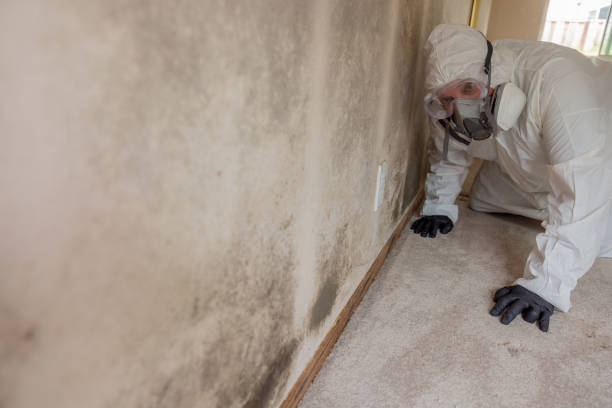 Biohazard Mold Removal in Taneytown, MD